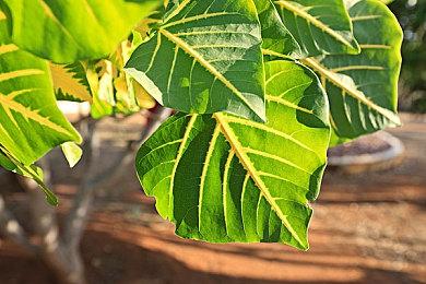 《辐射4》高清材质包 提升画质的同时保留原版速度